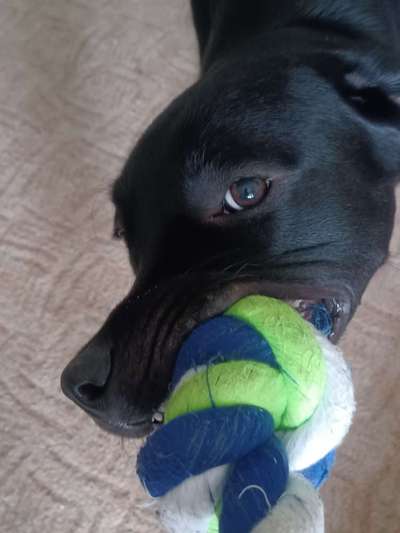 Zeigt mir die tollste Nahaufnahme von eurer Fellnase-Beitrag-Bild