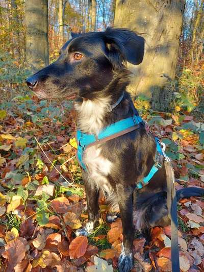 Mischlinge raten - Rätselspaß-Beitrag-Bild