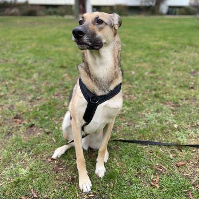 Hundetreffen-Ängstlicher Riese sucht Mutige Kumpels und Kumpelinen 😅-Bild