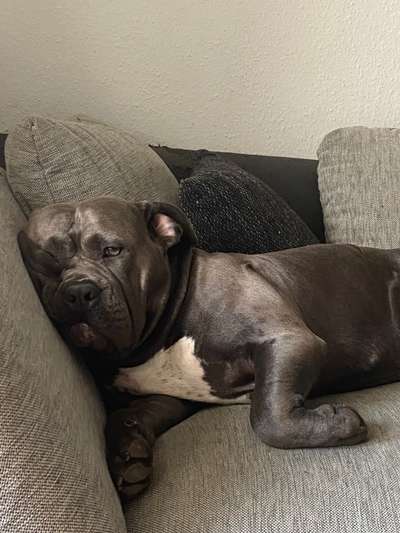 grumpy dog 😅-Beitrag-Bild