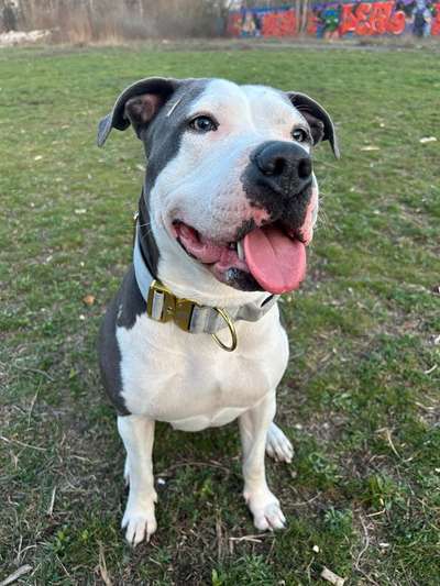 Hundetreffen-Spielfreunde Gesucht🥹-Bild