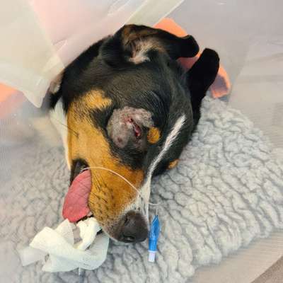 Wunde am Auge-Beitrag-Bild