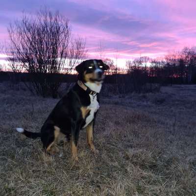 Der Wolf in eurem Hund-Beitrag-Bild