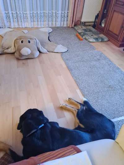 Platz aussuchen lassen.-Beitrag-Bild