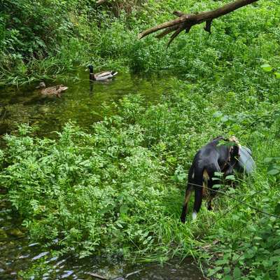 Leinenpflicht während Brut und Setzzeit-Beitrag-Bild