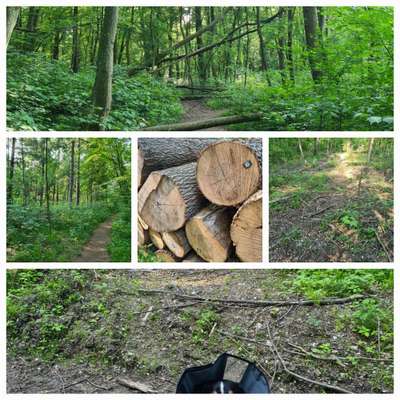 Leinenpflicht während Brut und Setzzeit-Beitrag-Bild