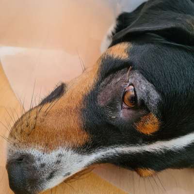 Wunde am Auge-Beitrag-Bild