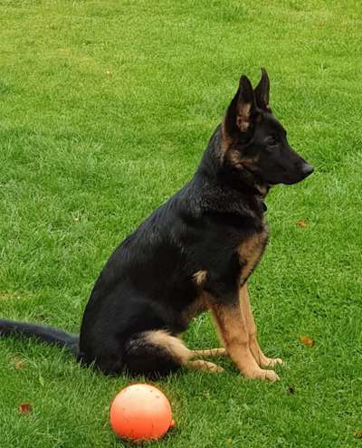 Schäferhundetreff PLZ-Beitrag-Bild