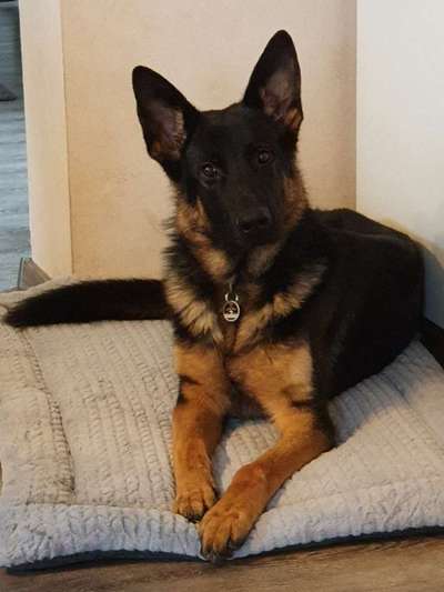 Hunderunde-Beitrag-Bild