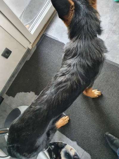 Alles rund um den Schäferhund, diskutieren erwünscht.-Beitrag-Bild