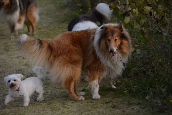 Collies -wo seid ihr?-Beitrag-Bild