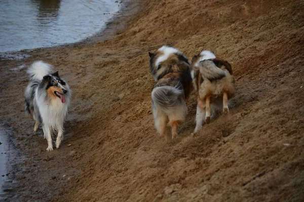 Collies -wo seid ihr?-Beitrag-Bild