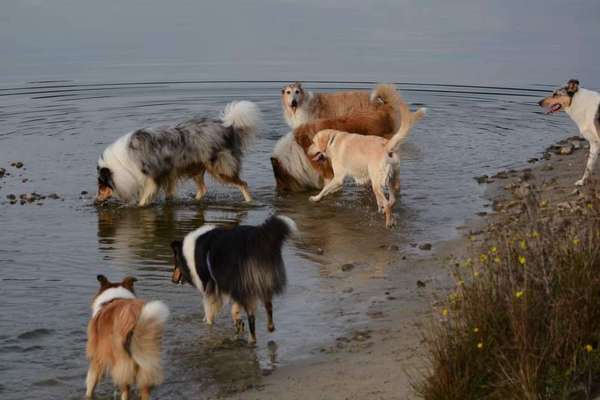 Collies -wo seid ihr?-Beitrag-Bild