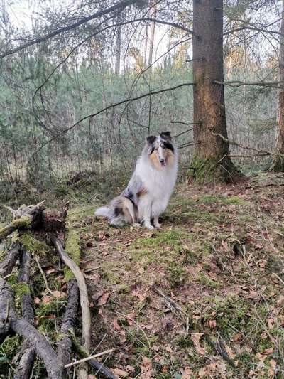 Langhaar Collies-Beitrag-Bild