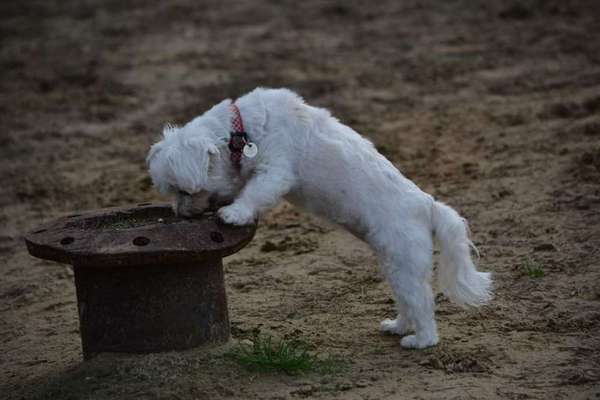 Collies -wo seid ihr?-Beitrag-Bild