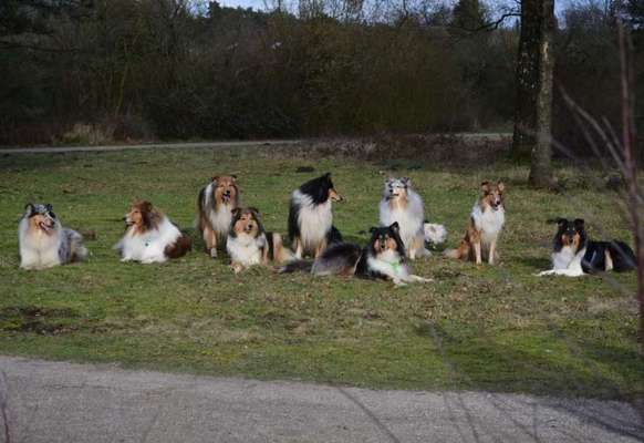 Collies -wo seid ihr?-Beitrag-Bild