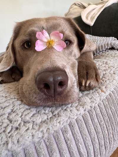 Hundetreffen-Retriever Gassirunde-Bild