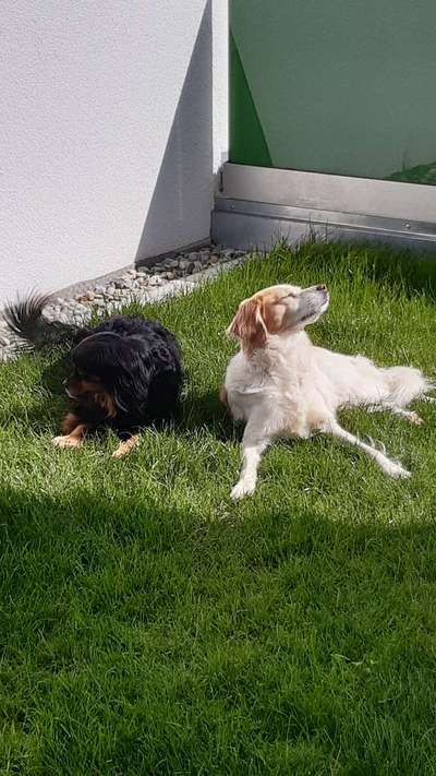 Auslandstierschutz-Beitrag-Bild