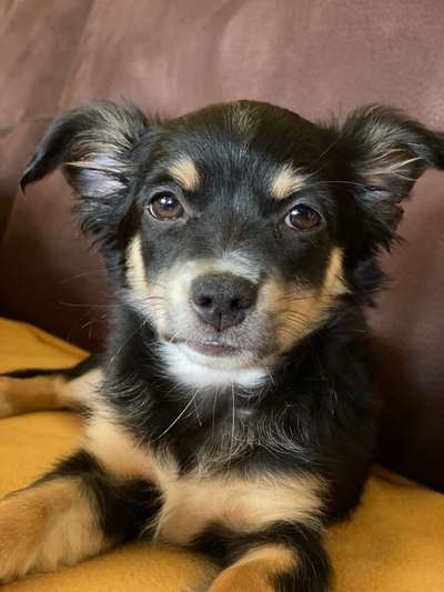 Wo sind die Chihuahua Besitzer ?-Beitrag-Bild