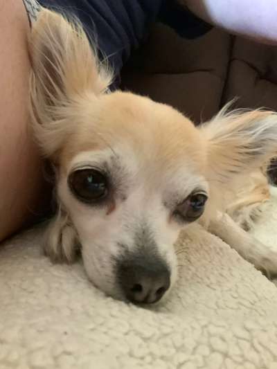 Wo sind die Chihuahua Besitzer ?-Beitrag-Bild