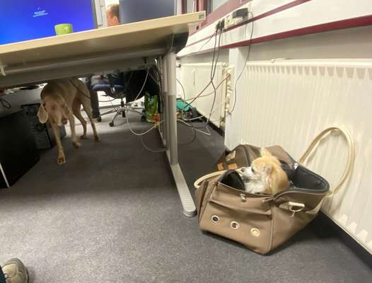 Zeigt her...-Beitrag-Bild