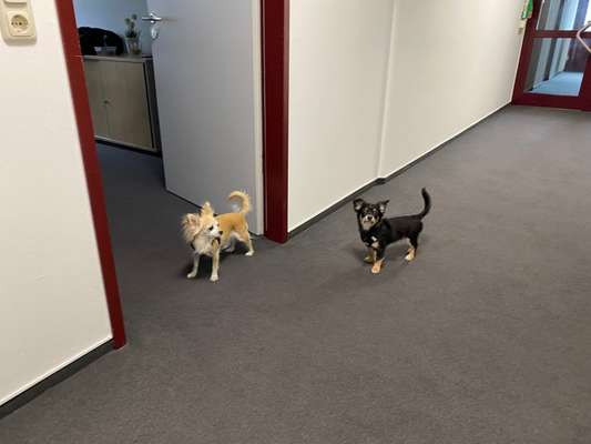 Wo sind die Chihuahua Besitzer ?-Beitrag-Bild