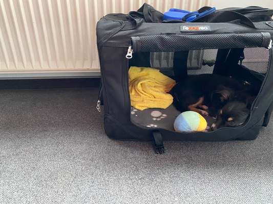 Zeigt her...-Beitrag-Bild