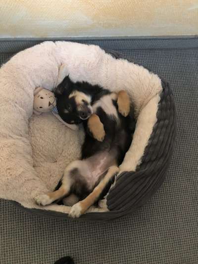 Wo sind die Chihuahua Besitzer ?-Beitrag-Bild