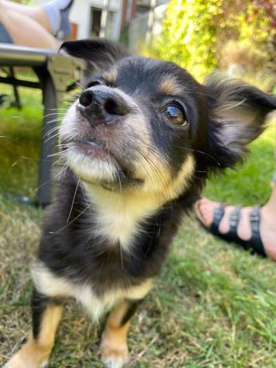 Wo sind die Chihuahua Besitzer ?-Beitrag-Bild