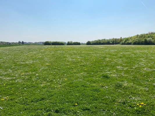 Hundeauslaufgebiet-BrucknerWiesen-Bild