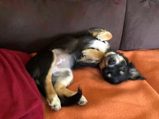 Wo sind die Chihuahua Besitzer ?-Beitrag-Bild