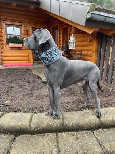 Deutsche Doggen Besitzer zeigt euch-Beitrag-Bild