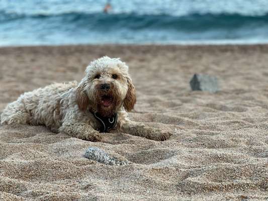 Cockerpoo (Englischer Cockerspaniel +Pudel)-Beitrag-Bild