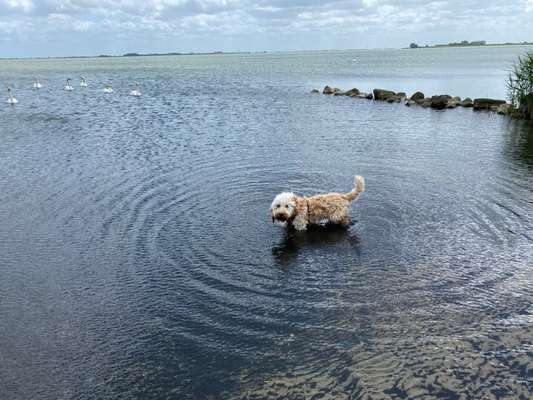Cockerpoo (Englischer Cockerspaniel +Pudel)-Beitrag-Bild