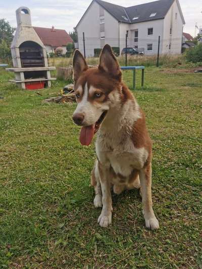 Nordische Hunde-Beitrag-Bild