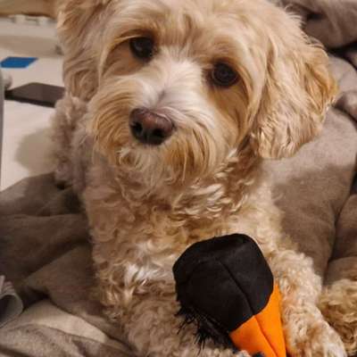 Hundetreffen-Spielgspändli gesucht-Bild