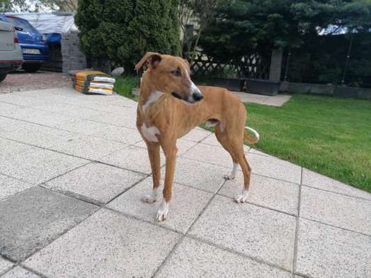 Windhunde - Treffen der besonderen Schönheiten
HERZLICH WILLKOMMEN-Beitrag-Bild