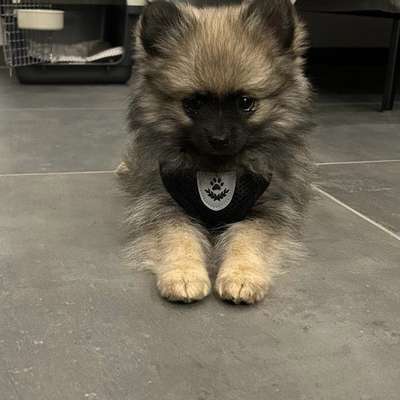 Hundetreffen-Mini-Welpentreffen in Barnstorf-Bild