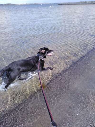 Dogorama-Monats-Challenge-Mai "Wasser"-Beitrag-Bild