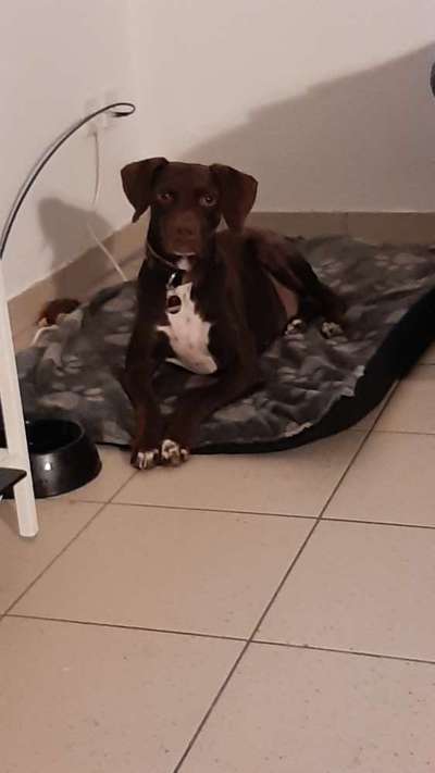 Hund aus dem Spanischen Tierschutz-Beitrag-Bild