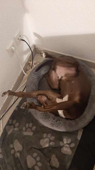 Hunderunde-Beitrag-Bild