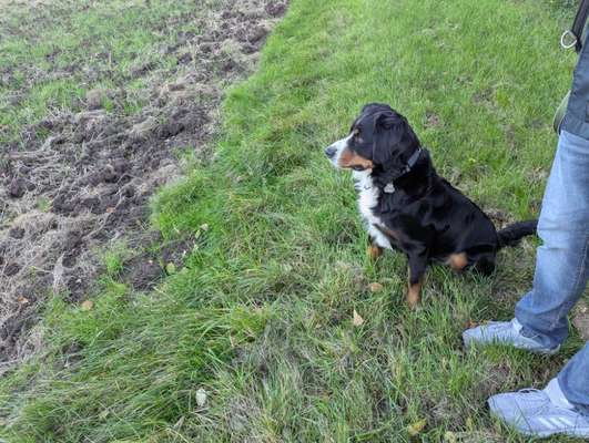 Wurfgeschwister gesucht!!!-Beitrag-Bild