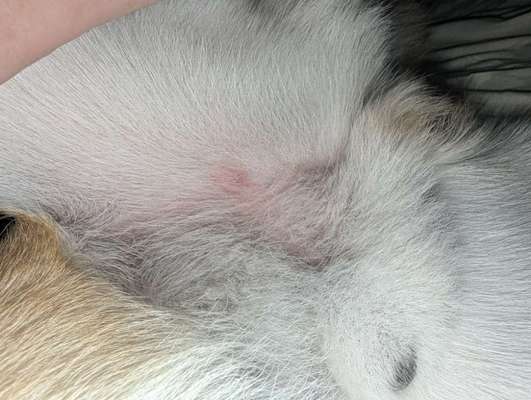 Schwellung nach Zeckenbiss-Beitrag-Bild