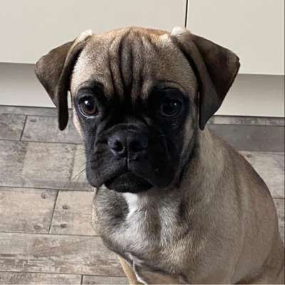 Wie heißt dein Hund?-Beitrag-Bild