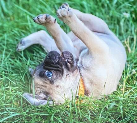 Welpen Bilder !-Beitrag-Bild