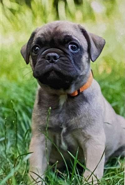 Welpen Bilder !-Beitrag-Bild