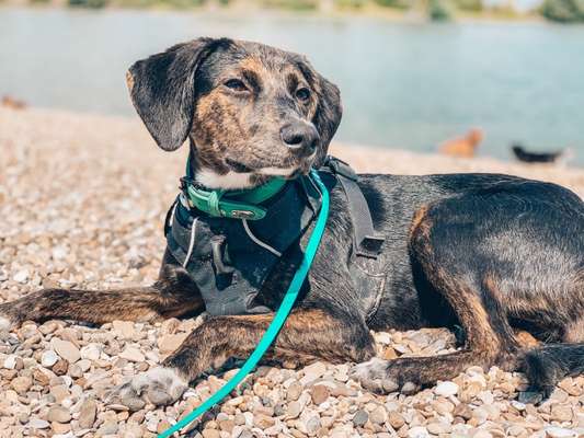 Dogorama-Monats-Challenge-Mai "Wasser"-Beitrag-Bild