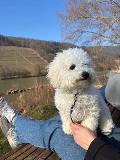 Hundetreffen-Gassi- und Spielfreund/in gesucht-Bild