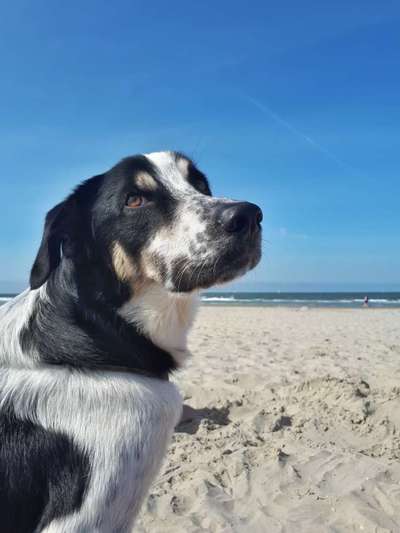 Englisch Pointer Mischlinge 🐶🐾-Beitrag-Bild