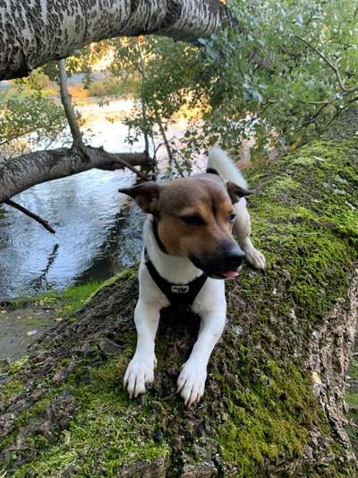 Fotochallenge Nr 55  -  Hund im November--Beitrag-Bild